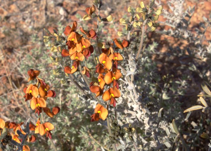 Australian Desert Plants Fabaceae
